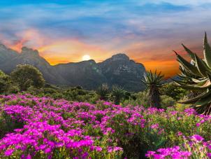 CAPE TOWN DISCOVERY